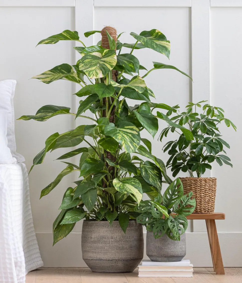 Efeutute - Epipremnum aureum am Moosstab