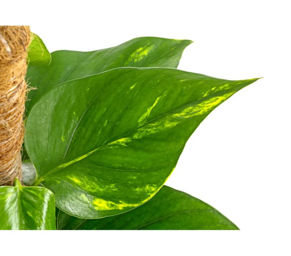 Efeutute - Epipremnum aureum am Moosstab
