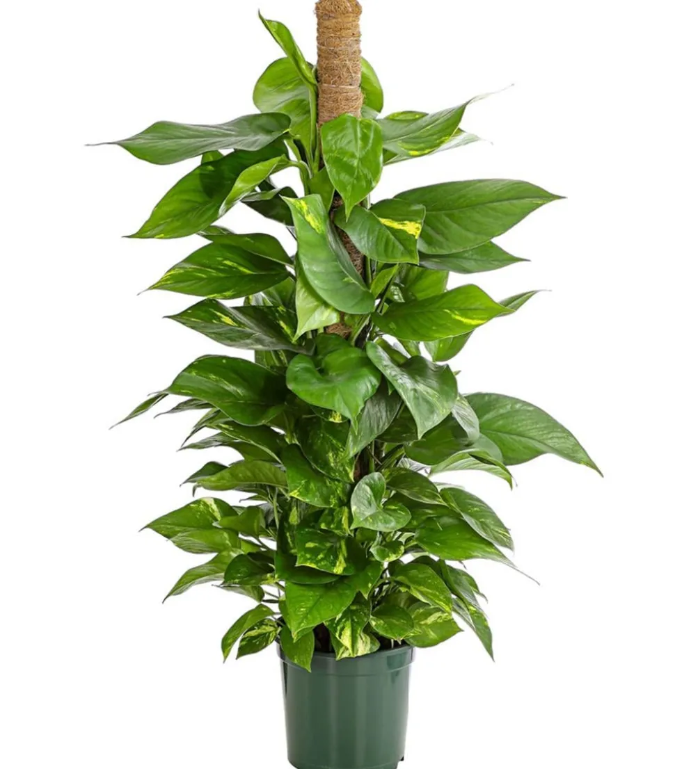 Efeutute - Epipremnum aureum am Moosstab