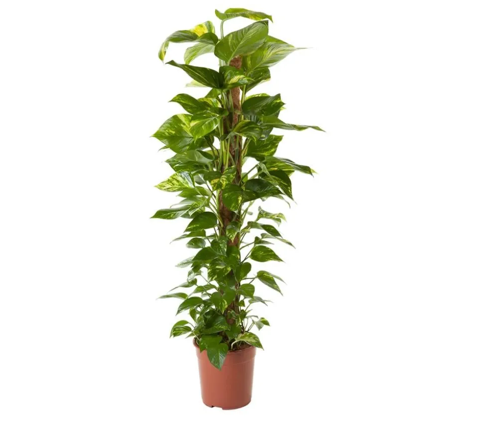 Efeutute - Epipremnum aureum am Moosstab