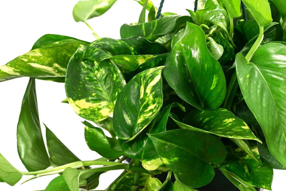Efeutute - Epipremnum aureum 'Torro', Ampel