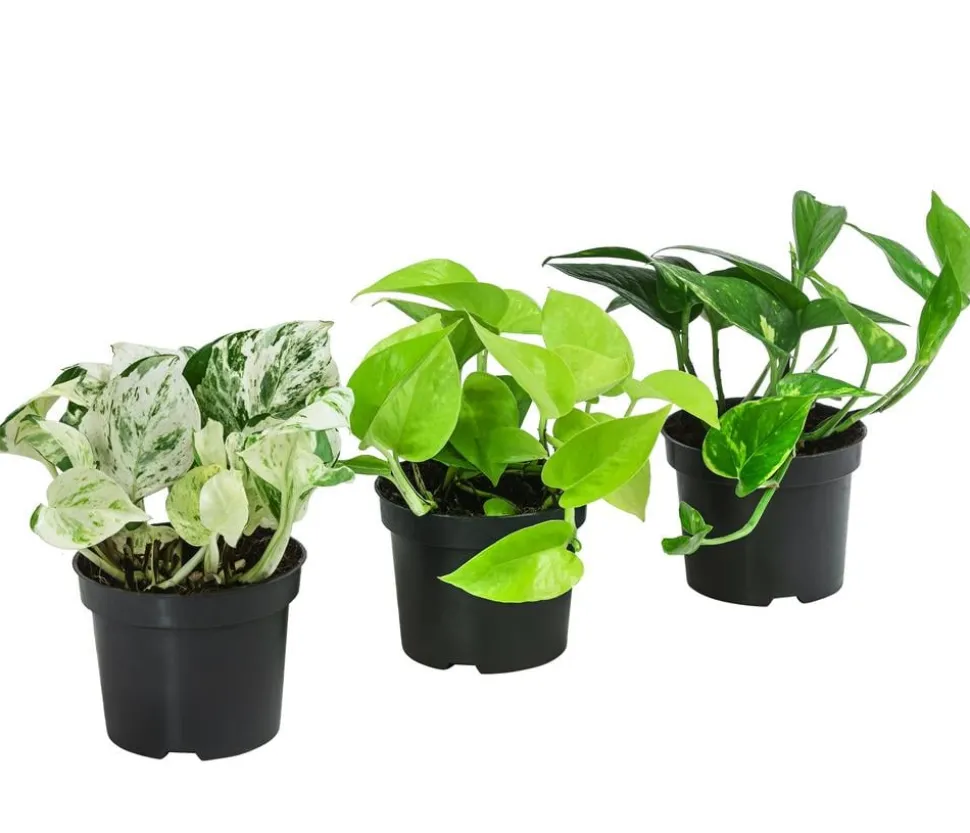 Efeututen-Set - Epipremnum, 3-teilig