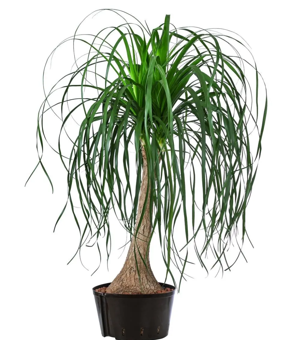 Elefantenfuß - Beaucarnea recurvata, Hydrokultur