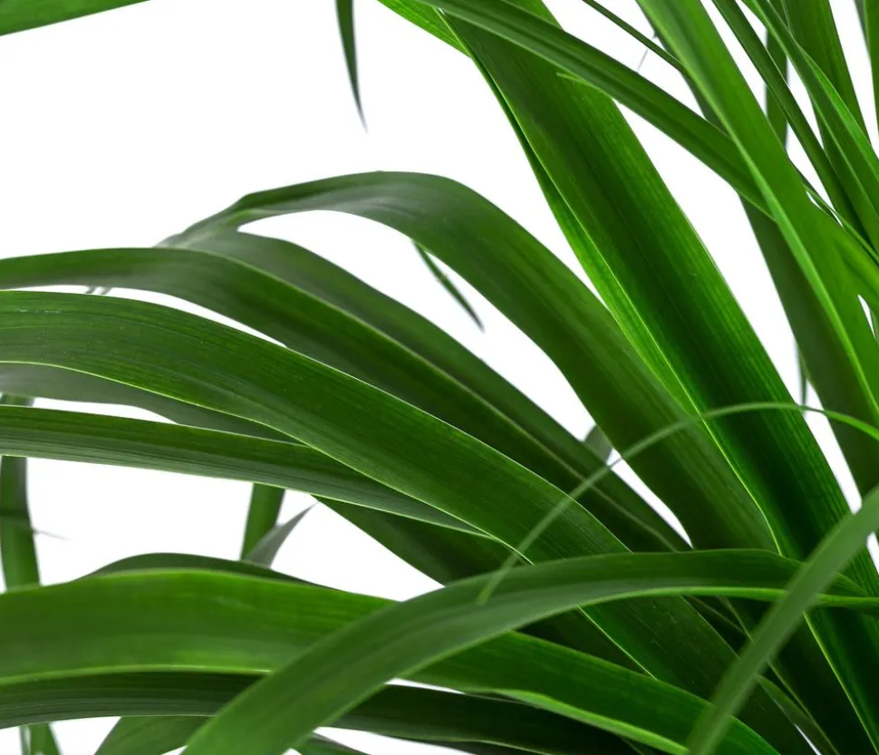 Elefantenfuß - Beaucarnea recurvata, Hydrokultur