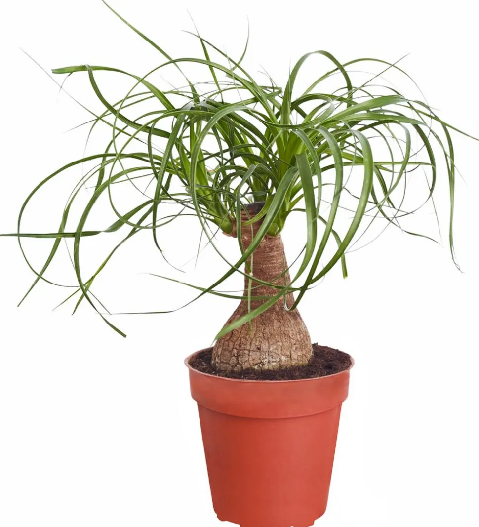 Elefantenfuß - Beaucarnea recurvata
