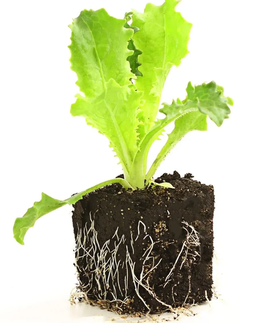 Endiviensalat 'Frisee', 6er Schale