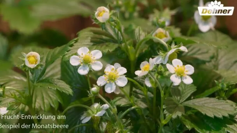 Erdbeere 'Arabella'