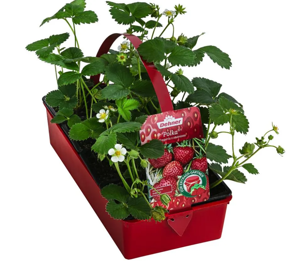 Erdbeere 'Polka', 8er-Schale