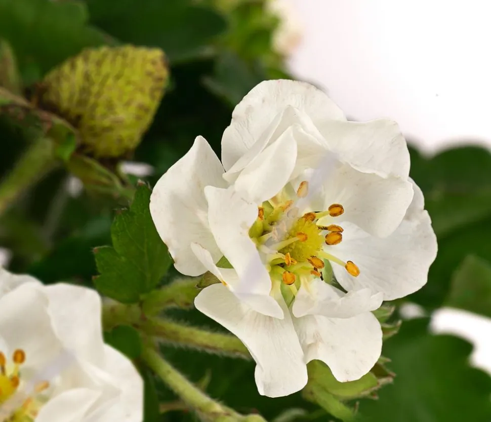 Erdbeere 'Summer Breeze Snow'