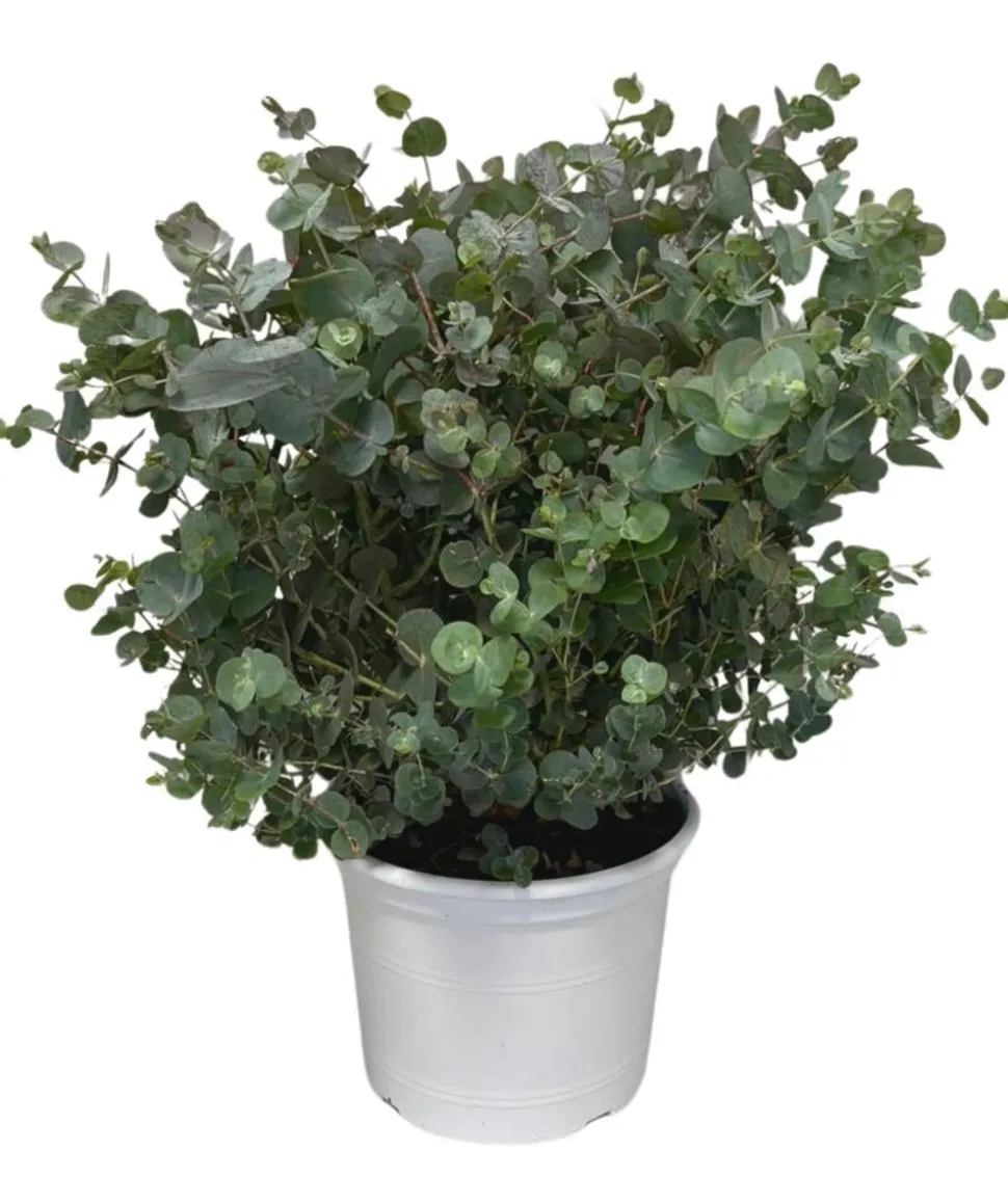 Eukalyptus, Busch