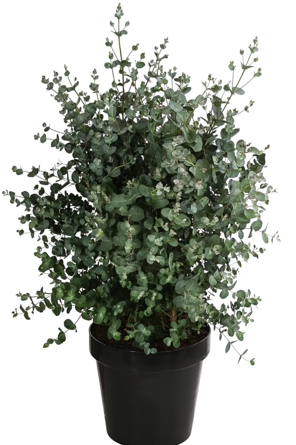 Eukalyptus, Busch