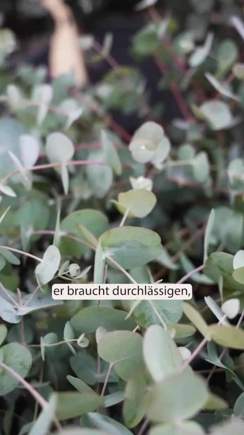 Eukalyptus, Busch