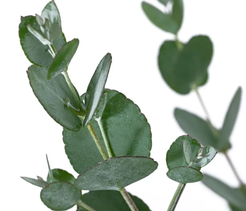 Eukalyptus, Busch