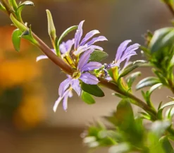 Fächerblume