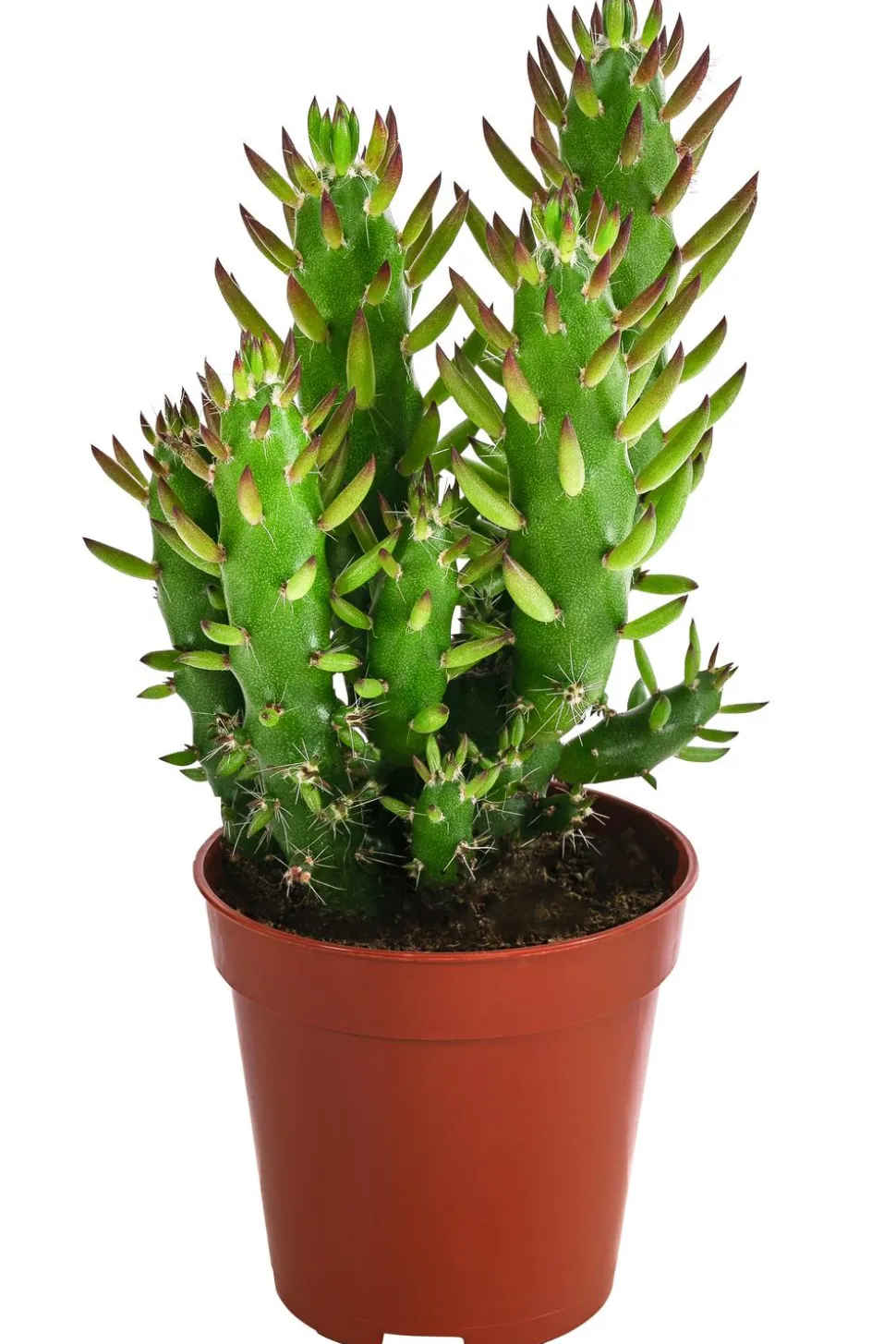 Feigenkaktus - Opuntia microdasys, verschiedene Sorten
