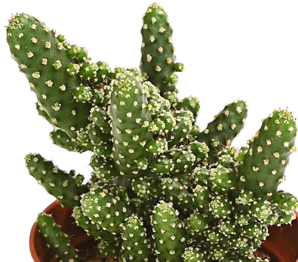 Feigenkaktus - Opuntia tuna monstrosa