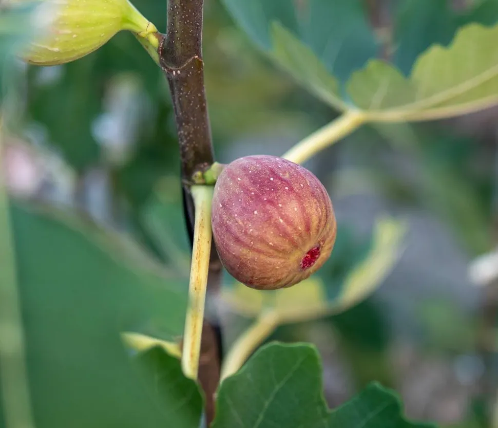 Feige 'Pfälzer Fruchtfeige'