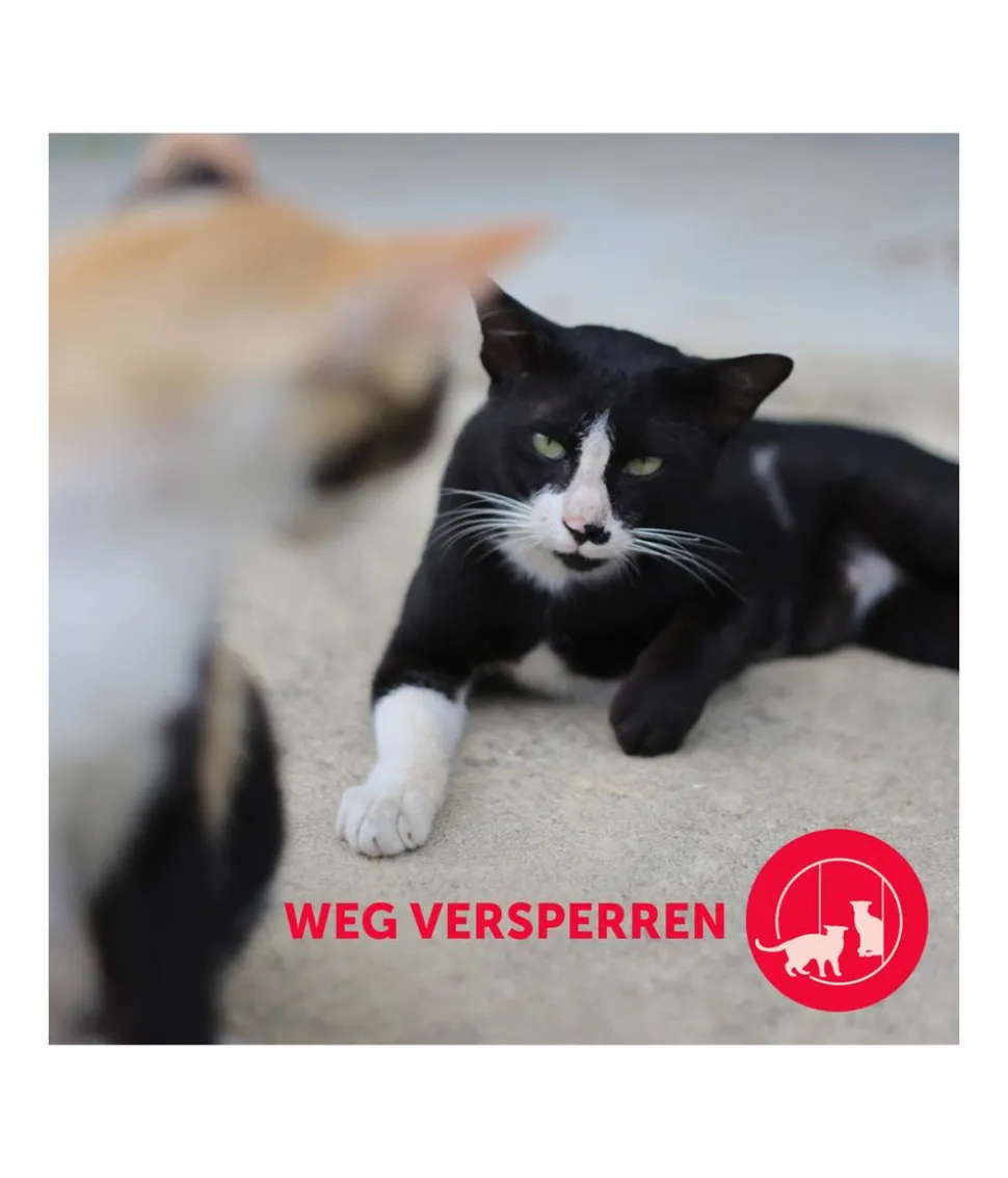 FELIWAY® Friends Nachfüllflakon, 3er-Set