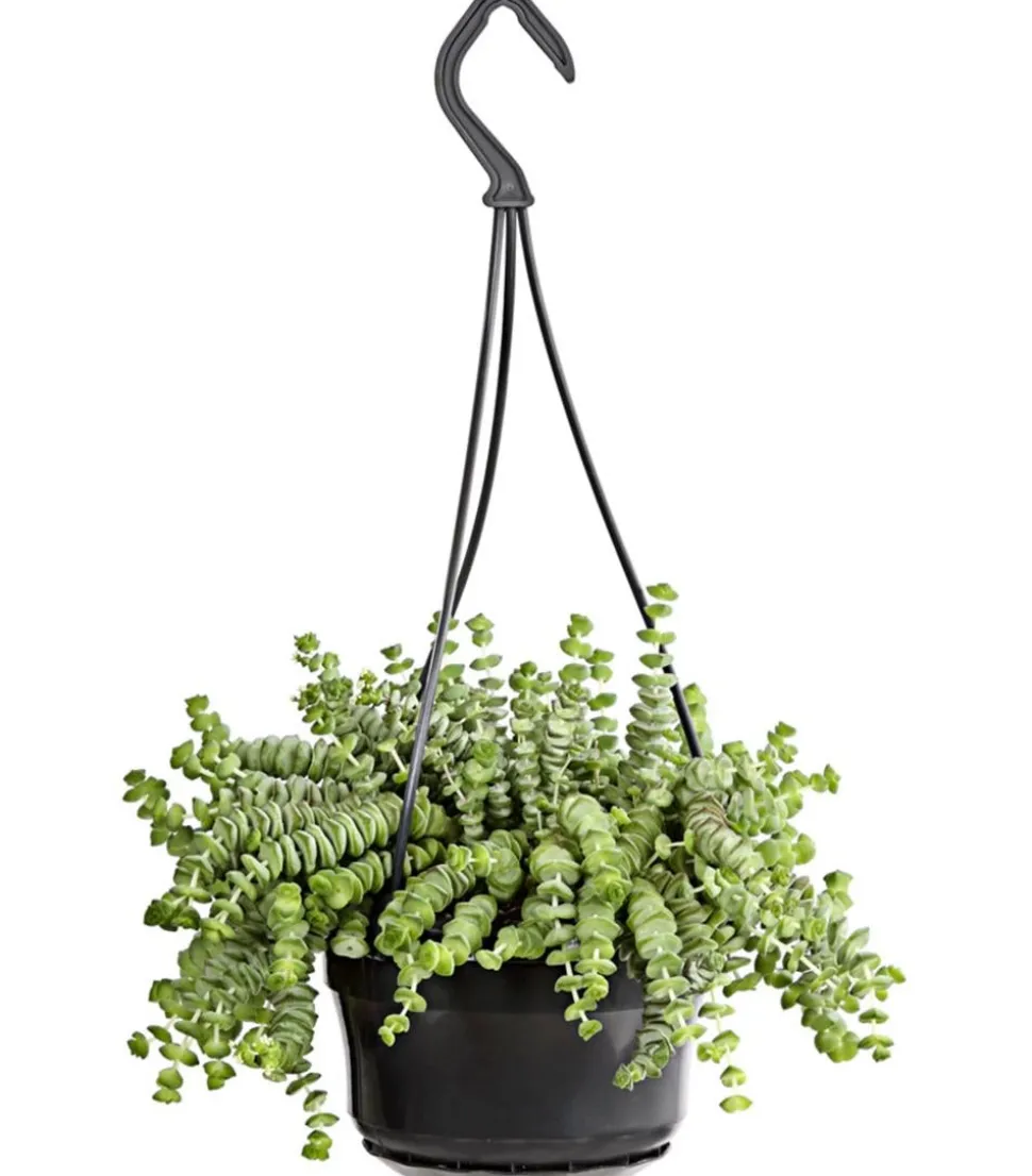 Felsendickblatt - Crassula rupestris subsp. marnieriana 'Hottentot', Ampel