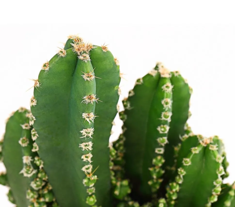 Felsenkaktus - Cereus repandus/Cereus peruvianus