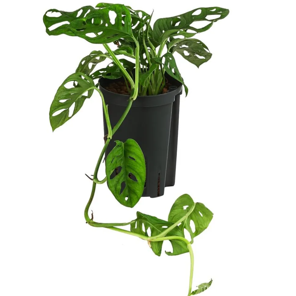 Fensterblatt - Monstera adansonii, Hydrokultur