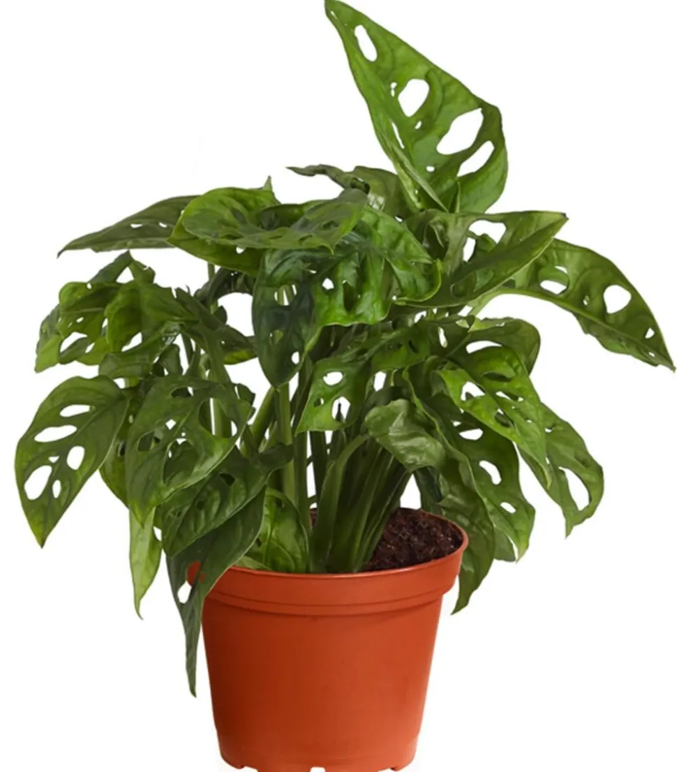 Fensterblatt - Monstera adansonii