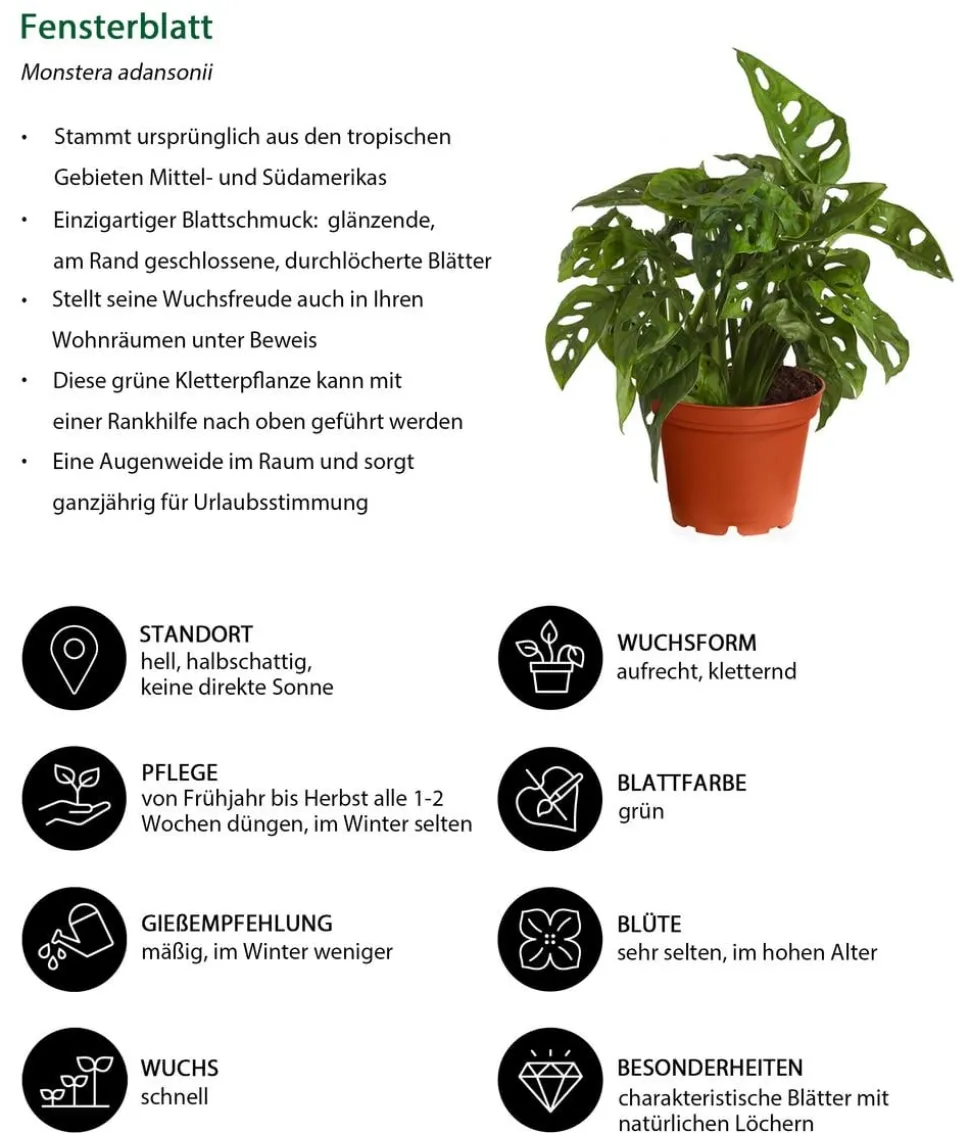 Fensterblatt - Monstera adansonii