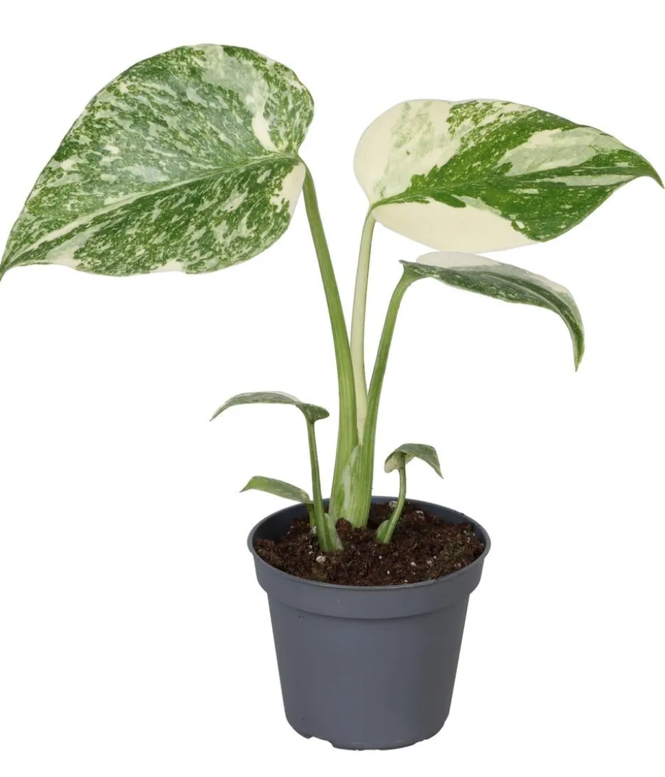Fensterblatt - Monstera 'Creme Brulée'