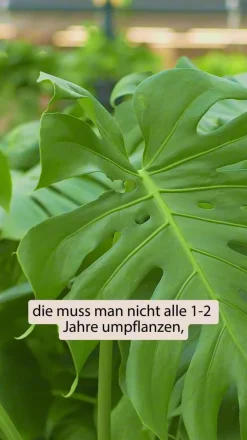 Fensterblatt - Monstera deliciosa 'Thai Constellation', panaschiert