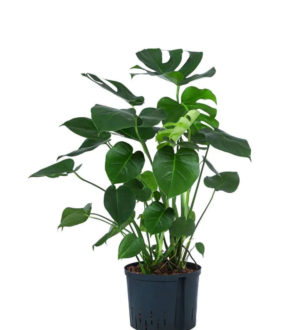 Fensterblatt - Monstera deliciosa, Hydrokultur