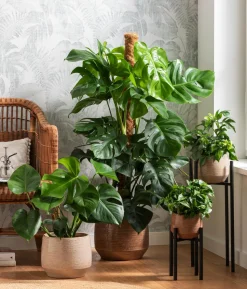 Fensterblatt - Monstera deliciosa