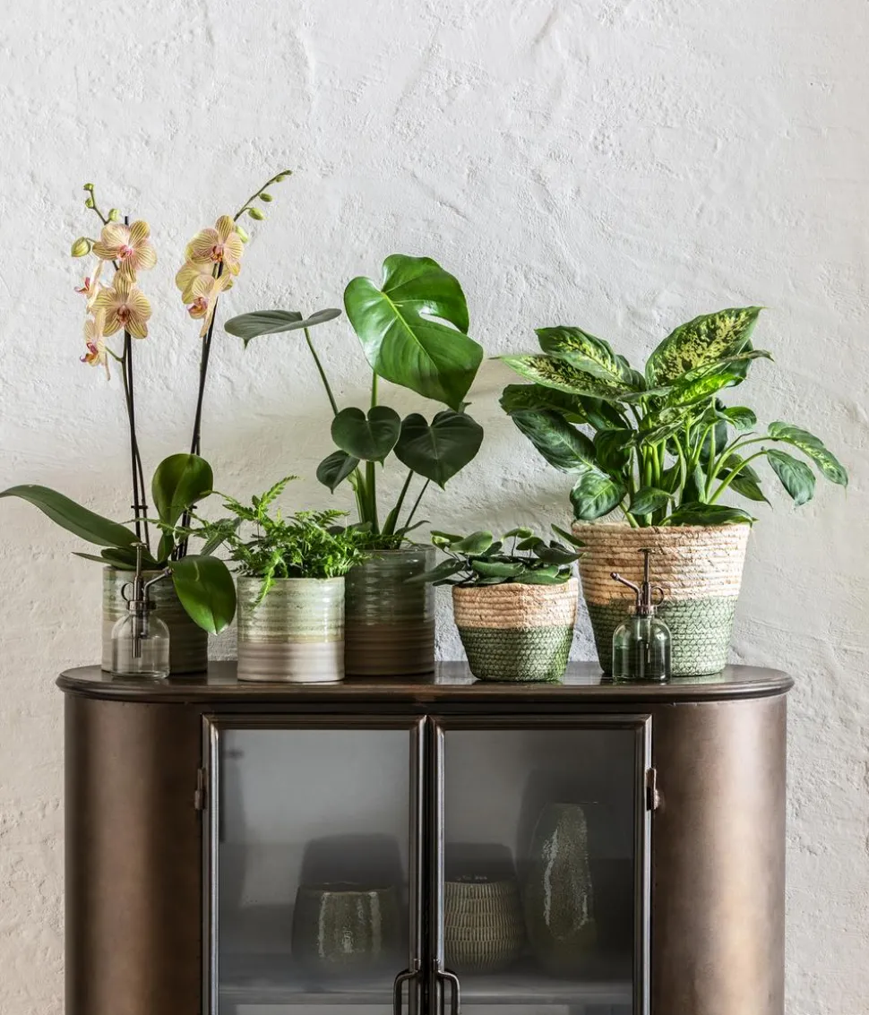 Fensterblatt - Monstera deliciosa