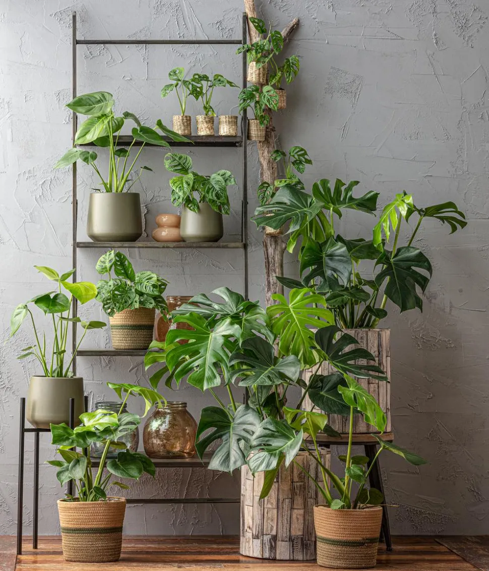 Fensterblatt - Monstera deliciosa