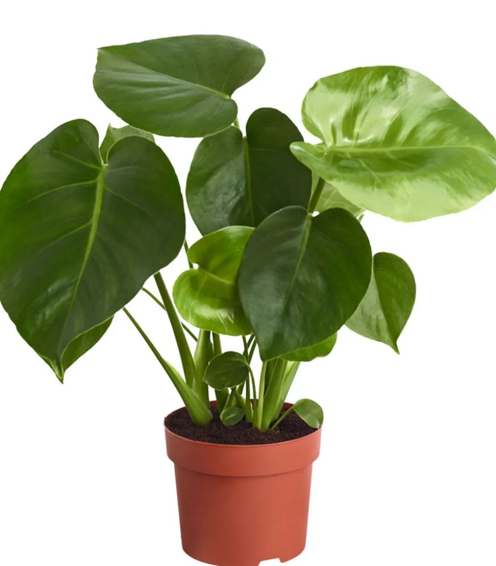 Fensterblatt - Monstera deliciosa