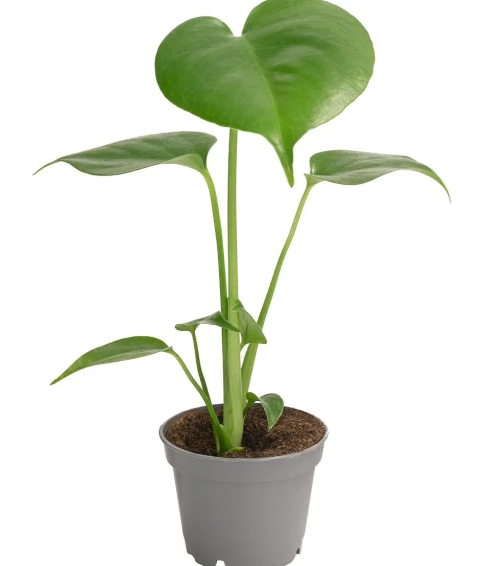 Fensterblatt - Monstera deliciosa