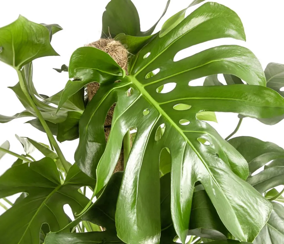 Fensterblatt - Monstera deliciosa am Moosstab