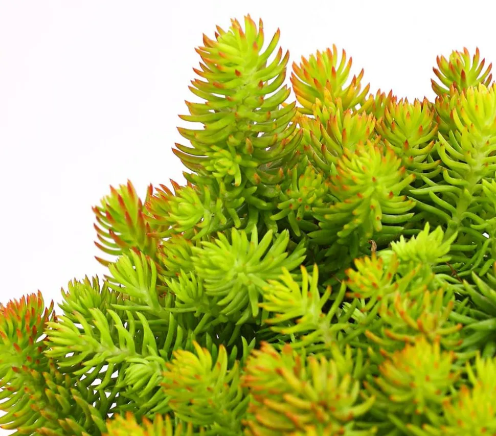 Fetthenne 'Yellow Bouquet'