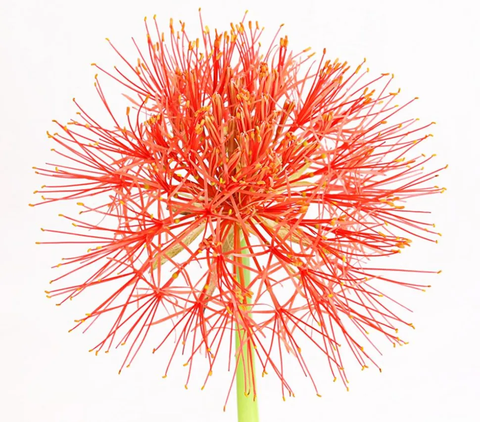Feuerball-Lilie - Blutblume
