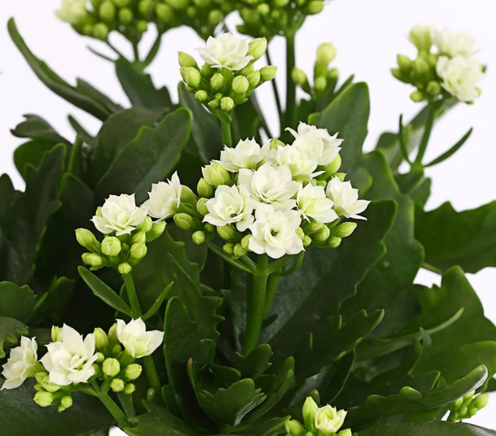 Flammendes Käthchen - Kalanchoe blossfeldiana