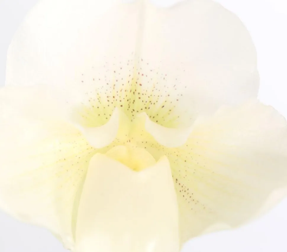 Frauenschuh - Paphiopedilum Complex Culitvar