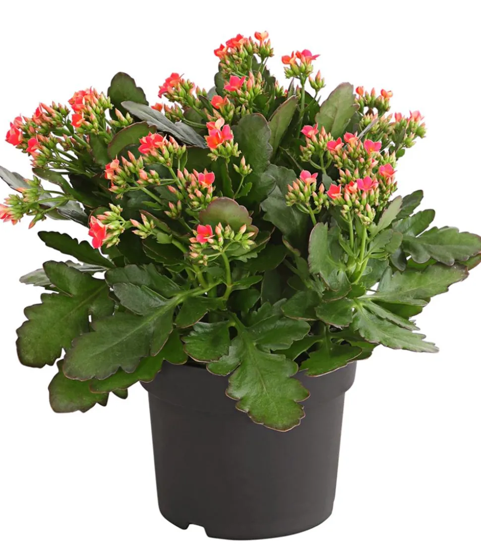 Freiland-Kalanchoe, verschiedene Farben
