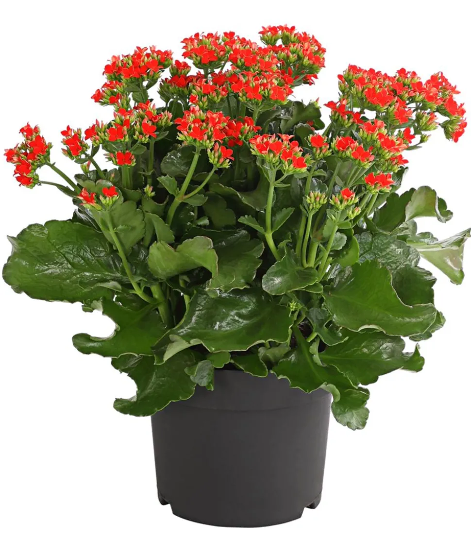 Freiland-Kalanchoe, verschiedene Farben
