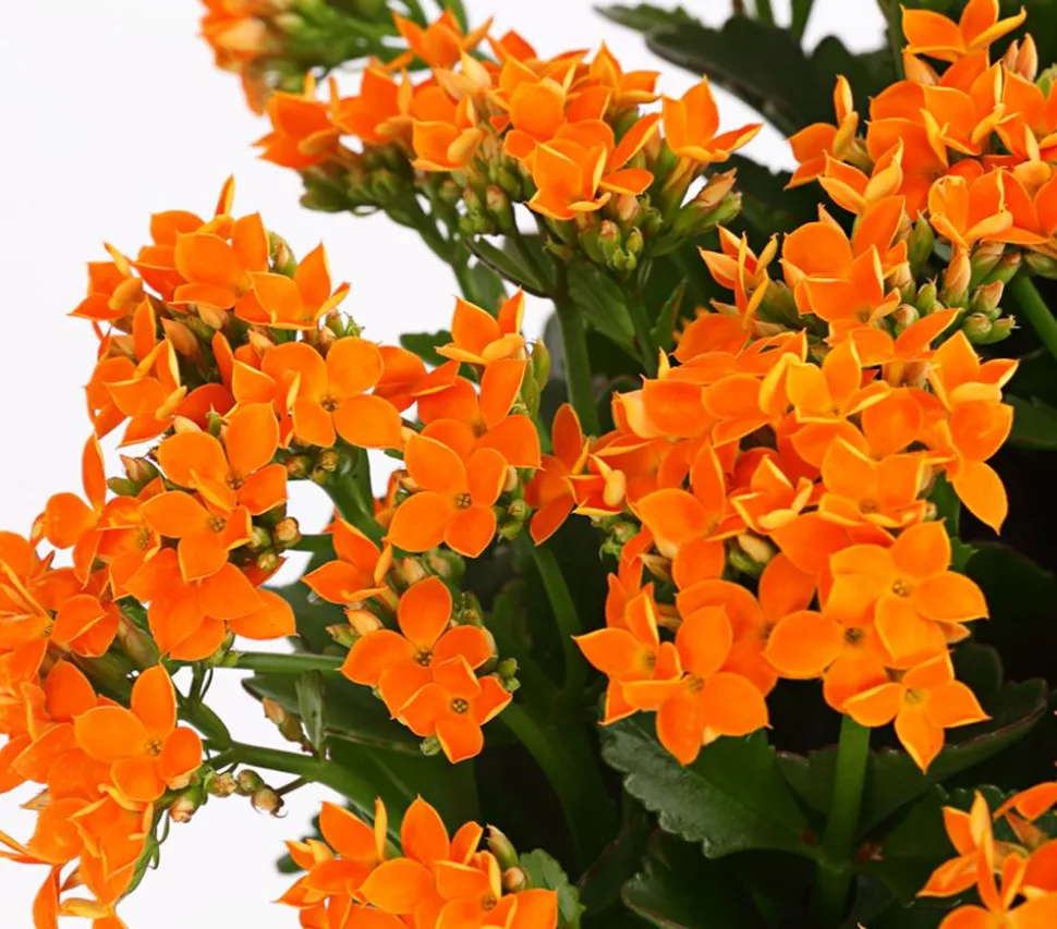 Freiland-Kalanchoe, verschiedene Farben