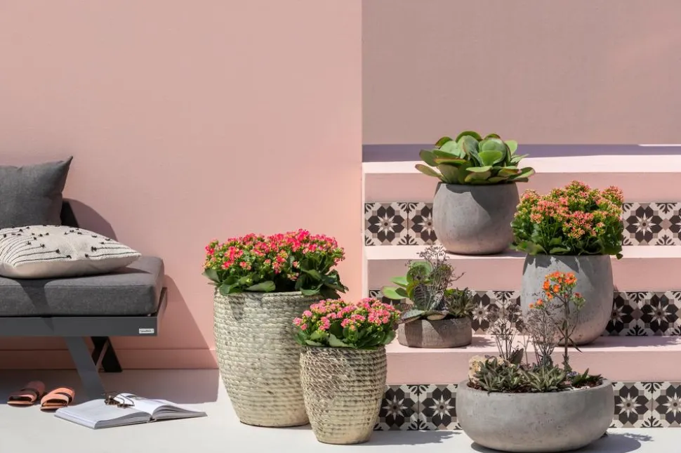 Freiland-Kalanchoe, verschiedene Farben
