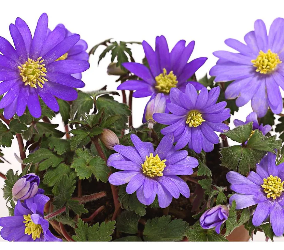 Frühlings-Anemone - Strahlen-Anemone, blau