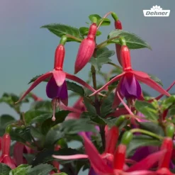 Fuchsie, stehend, verschiedene Sorten