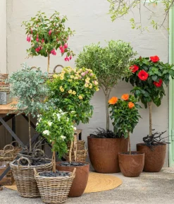 Fuchsie, Stämmchen, verschiedene Sorten