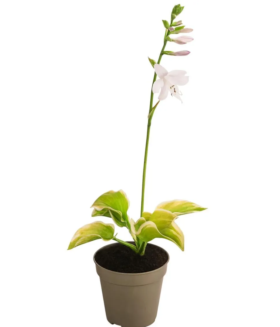 Funkie 'Frozen Margarita'