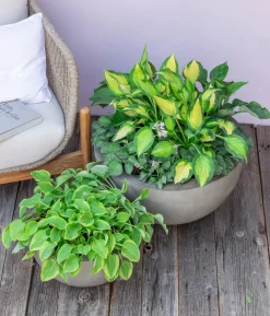 Funkie - Hosta, verschiedene Sorten