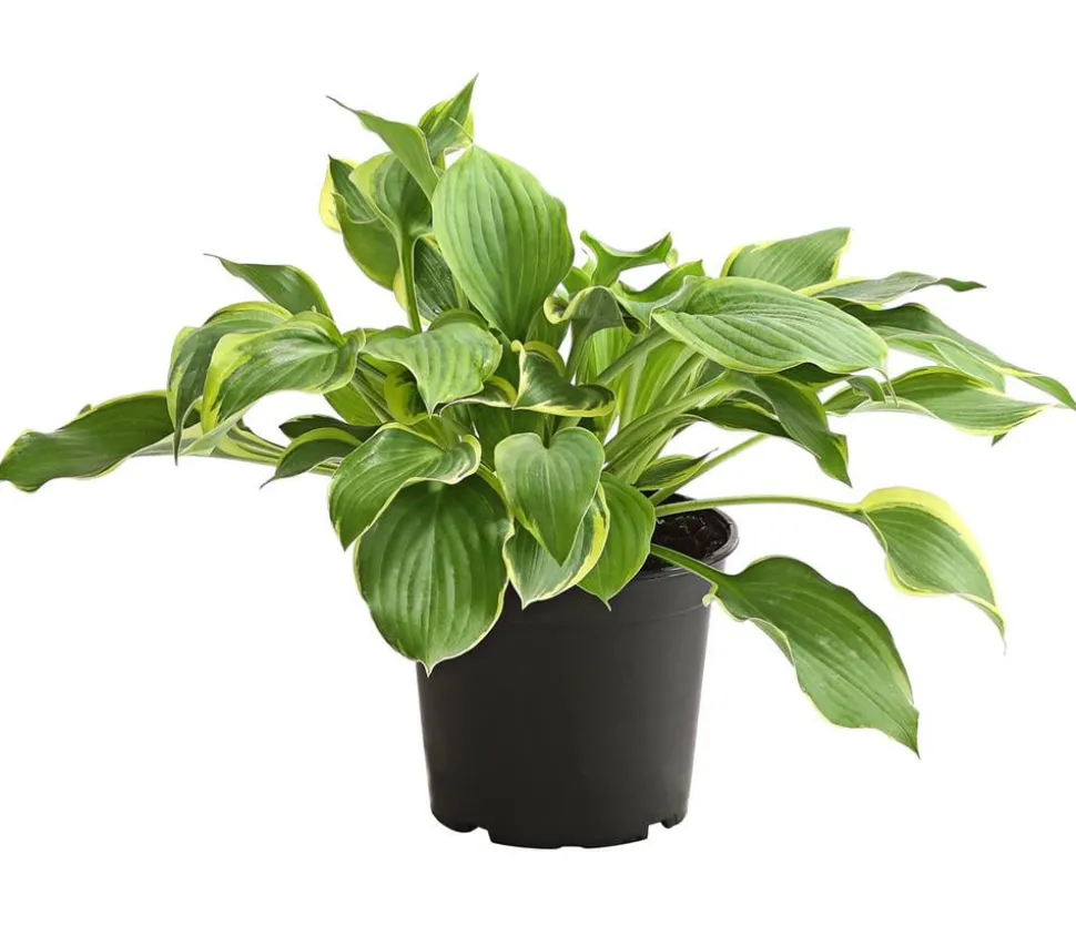 Funkie - Hosta, verschiedene Sorten